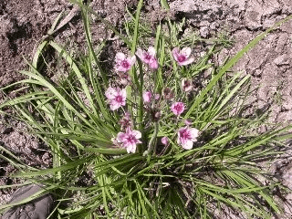 Jonc fleuri ou Butome à ombelles (Butomus umbellatus)
