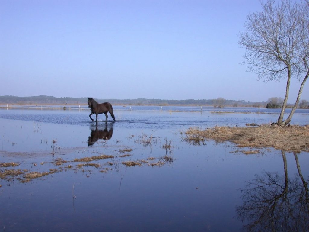Réserve naturelle de l'étang de Cousseau