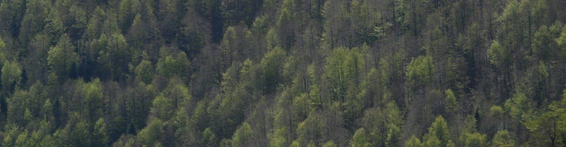 Rendre les forêts plus résilientes