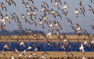La SEPANSO a fêté ses 50 ans