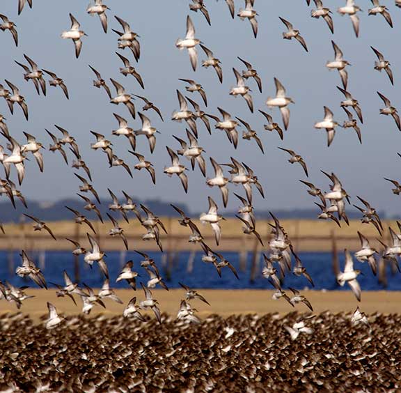 La SEPANSO a fêté ses 50 ans