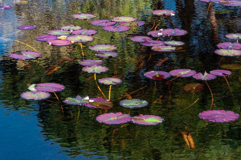 130-Vignes-Flore-1024x682