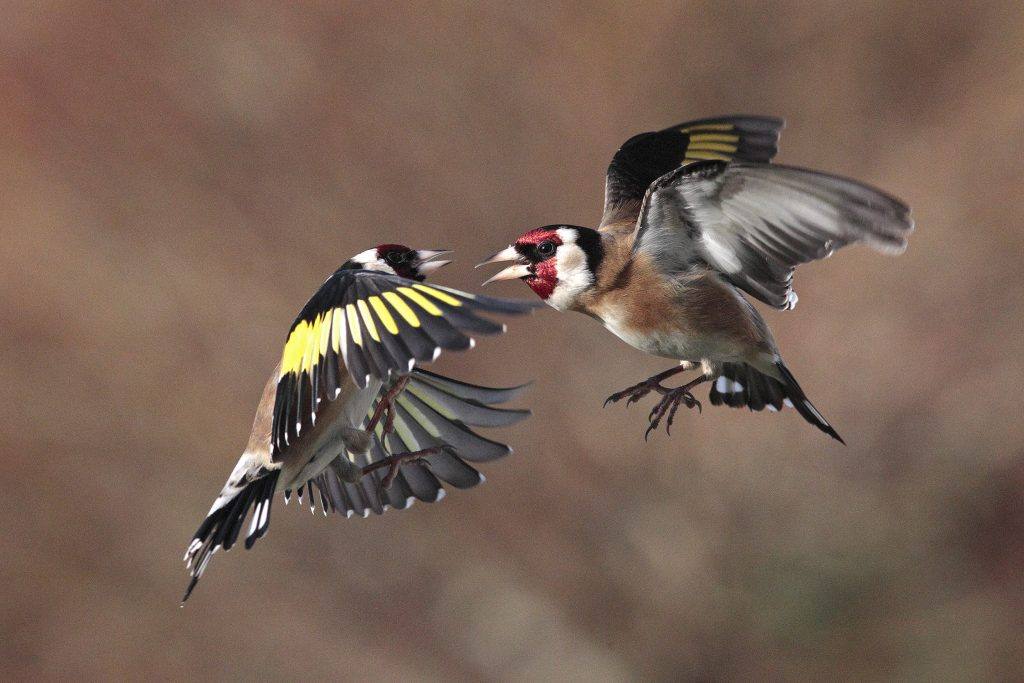 3ème prix © Brieuc GRAILLOT-DENAIX
