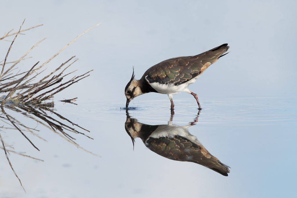 2ème prix © Hervé GRAILLOT