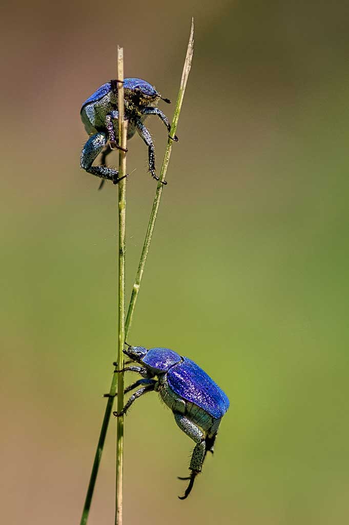 60-MIGOT-LABAT-Macro-RVB-Retouches-pro