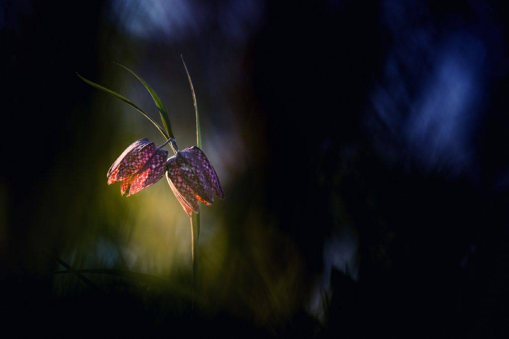 82-BREDA-Flore-1024x682