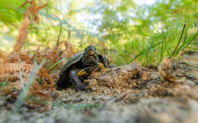 Le « Balades et chantiers nature 2026  » est en ligne