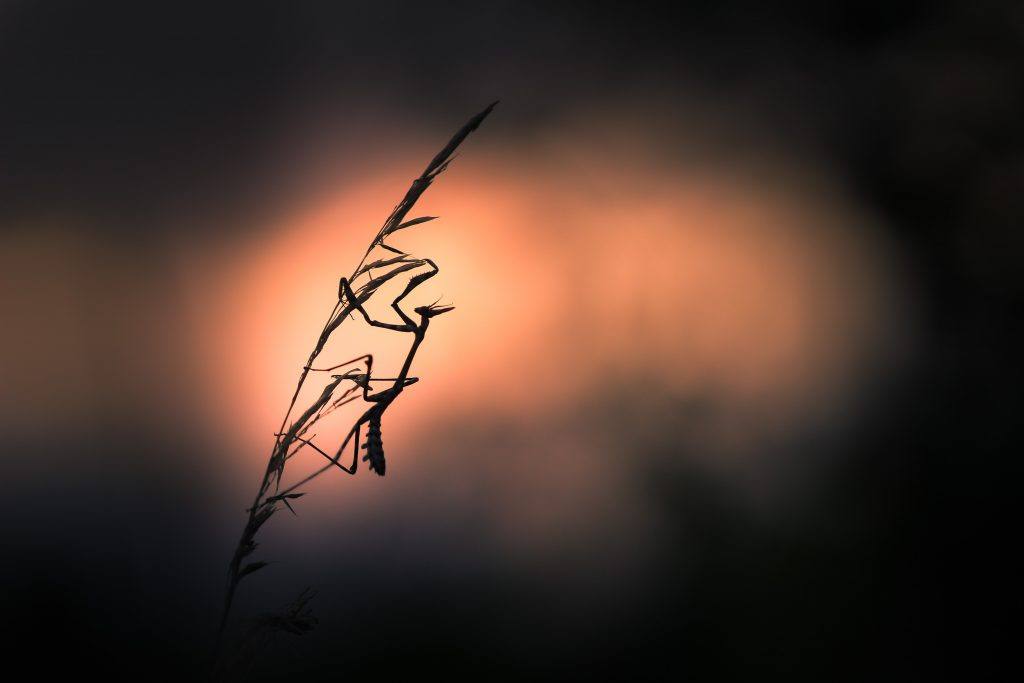 1er prix © Chantal JAFFRAIN