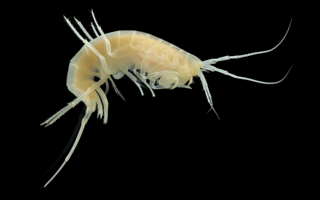 Conférence « La vie dans les eaux souterraines de Corrèze : inventaire et bio-indication »